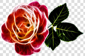 Rose Fiery Love Free Photo   Transparent Abstract Rose Png  Png Download