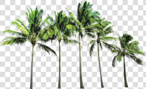 Coconut Tree Png Picture   Coconut Trees Background Png  Transparent Png