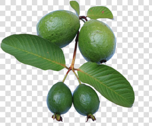 Guava leaf jambu Biji green guava Png free Pictures    Feijoa Tree Png  Transparent Png