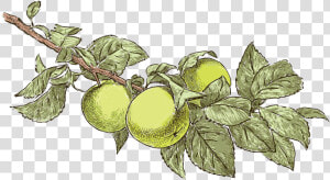 Apple Tree Drawing   Apple Tree Leaf Drawing  HD Png Download