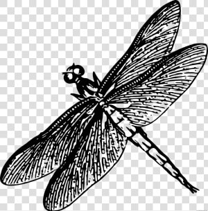 Transparent Dragonfly Silhouette Png   Drawing Of Dragonfly Black And White  Png Download