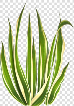 Agave  HD Png Download