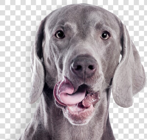 Gray Dog   Cute Weimaraner On White Background  HD Png Download