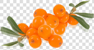 Sea Buckthorn Png   Seaberry Png  Transparent Png