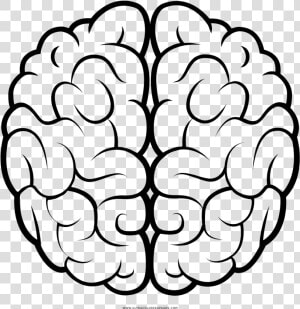 Cerebro Página Para Colorear   Brain Drawing Transparent Background  HD Png Download