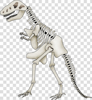 Brachiosaurus Clipart Skeleton   Cartoon Dinosaur Skeleton With Transparent Background  HD Png Download