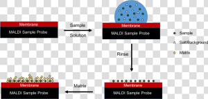 Maldi  Sample Preparation   Maldi Sample Preparation  HD Png Download