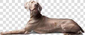 Increases Bone  amp  Tendon Strength   Weimaraner  HD Png Download