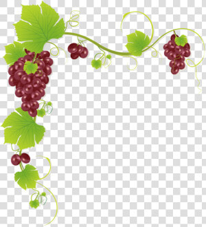 Common Grape Vine Wine Juice Muscadine Grape   Grapes Design  HD Png Download