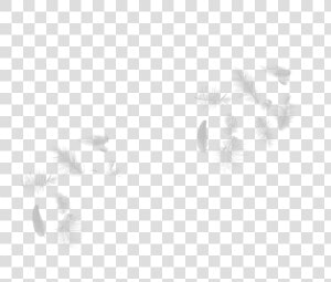 White Falling Feathers Png  Transparent Png