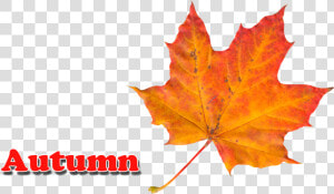 Autumn Leaves Png   Autumn Leaves Colors Worksheet  Transparent Png