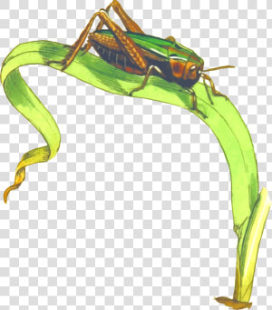 Cricket Insect Png Clipart   Grasshopper On Grass Clipart  Transparent Png