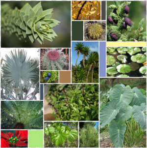 Leaf Varieties   Non Flowering Plants Chart  HD Png Download