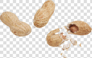 Peanut Png   Арахис Png  Transparent Png