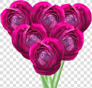 Get Ranunculus Burgundy Flowers Lowest Cost Online   Persian Buttercup  HD Png Download