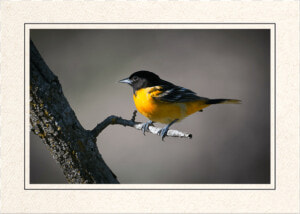 Baltimore Oriole   Swallow  HD Png Download