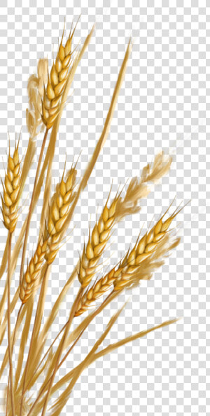 Vector Wheat Gehu   Пшеница Пнг  HD Png Download