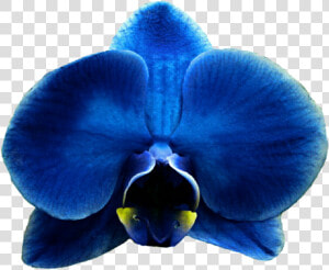 Royal Blue Flower Clipart Free Download Eletragesi   Orchids  HD Png Download