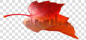 Still Going Strong Adderall These Years   Maple Leaf  HD Png Download