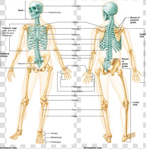 Human Skeleton Anterior And Posterior View  HD Png Download