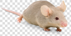 Mice Transparent  HD Png Download