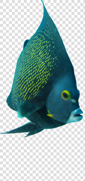 Angelfish Png  Transparent Png