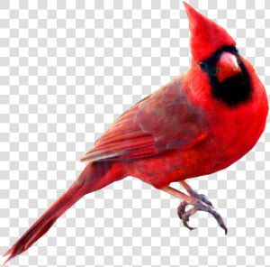 Birds Transparent Red   Cardinal Bird Transparent Background  HD Png Download