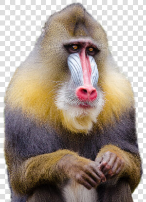 Mandrill Monkey Png Image   Monkey Png  Transparent Png