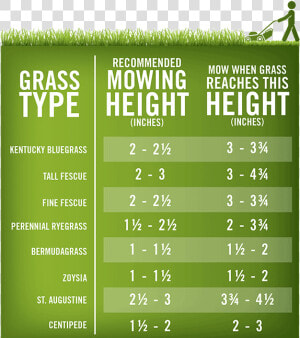 Lawn mowing Height Chart   Mowed Grass Height  HD Png Download