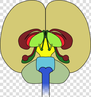 Brain Frontal View Cortex  HD Png Download