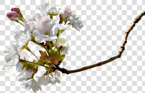 Branch  Cherry Blossom  Cherry Tree  Cherry Branche   Miroslav Dolenec Dravski Moja Podravina  HD Png Download