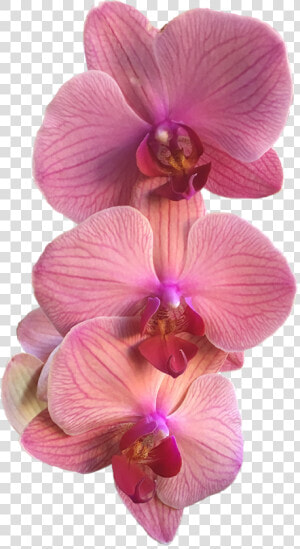 A Group Of Three Pink Orchids   Pink Orchid Png  Transparent Png