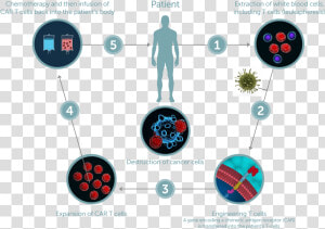 Cell therapy   Chimeric Antigen Receptor  HD Png Download