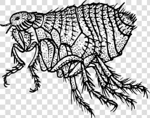 Animal  Flea  Insect  Parasite  Parasitic  Pest   Flea Black And White  HD Png Download