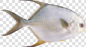 Download And Use Fish High Quality Png  Transparent Png