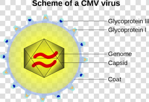 Cmv Virus  HD Png Download