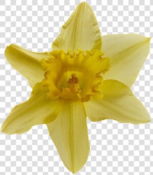 Narcissus  Blossom  Bloom  Close Up  Flower  Nature   Narcissus  HD Png Download