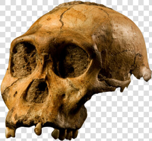 Australopithecus Sediba Skull  HD Png Download