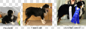 Growth Stages Of The Toy Aussie   Mini Australian Shepherd Growth  HD Png Download