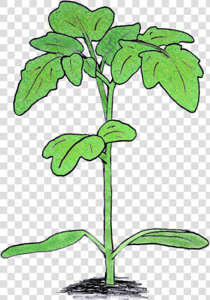 Tomato Plant   Tomato Plant Seedling Png  Transparent Png