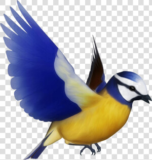 Multicolored Bird Png Free Download   Colorful Flying Birds Png  Transparent Png