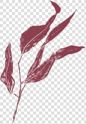 Film And Foliage Gumleaf Burgandy   Illustration  HD Png Download