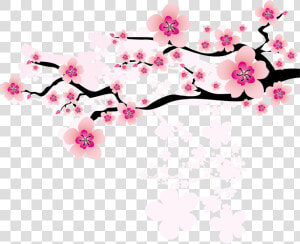 Ume Blossom Clipart Apricot Blossom   Apricot Blossom Vector Png  Transparent Png