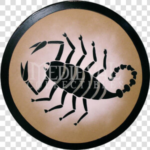 Greek Shield  Spartan Shield  Shield Tattoo  Shield   Greek Shield Designs Scorpion  HD Png Download