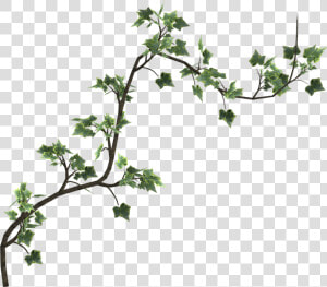 Graphic Freeuse Download Ivy Transparent Psd   Poison Ivy Vines Png  Png Download