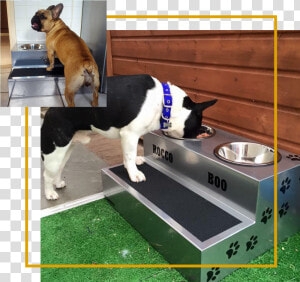 Elevated Dog Bowls   French Bulldog Elevated Feeding  HD Png Download