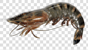 Giant Tiger Prawn Png  Transparent Png