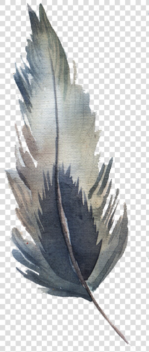 Watercolor Feather Png   Feather Watercolor Transparent  Png Download