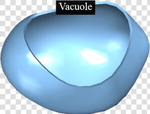 Plant Cell Vacuole  HD Png Download