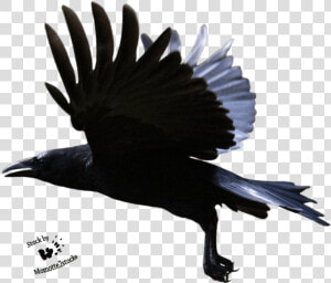 Flying Crow Transparent Background   Png Download   Crow Flying Transparent Background  Png Download